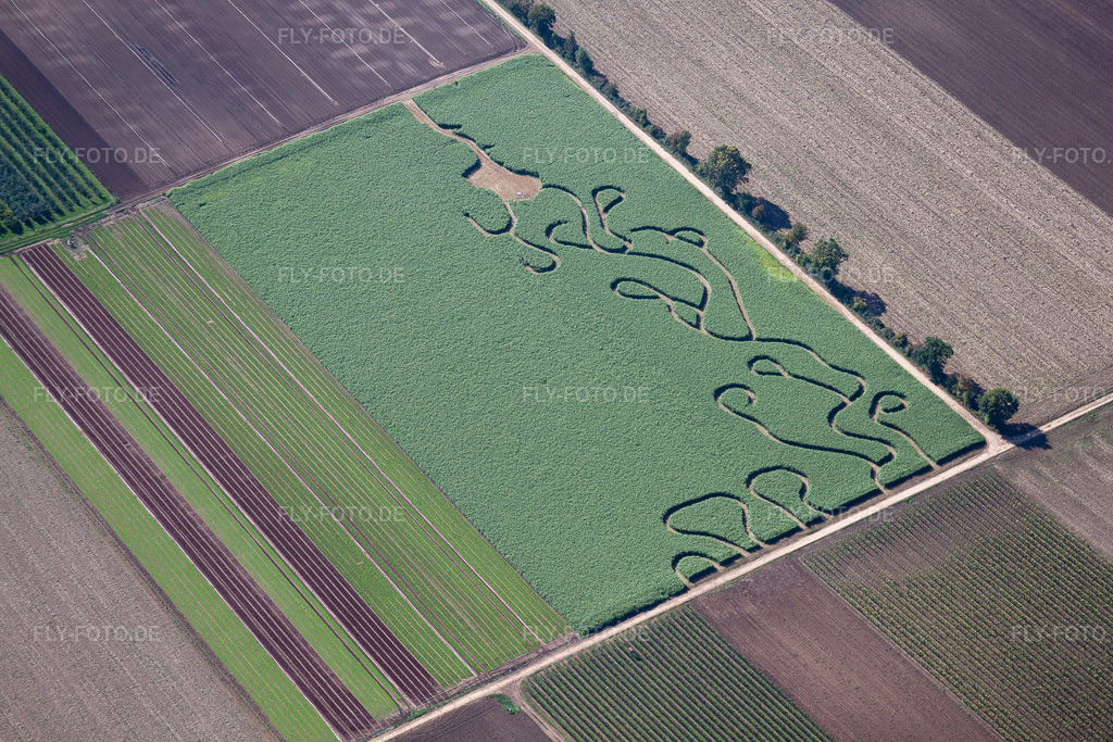Luftbild: Irrgarten - Labyrinth auf einem Feld in Gönnheim im Bundesland Rheinland-Pfalz in Deutschland. Foto: IMG_34453.jpg vom 03.10.2010 durch Werner Riehm/FLY-FOTO.de