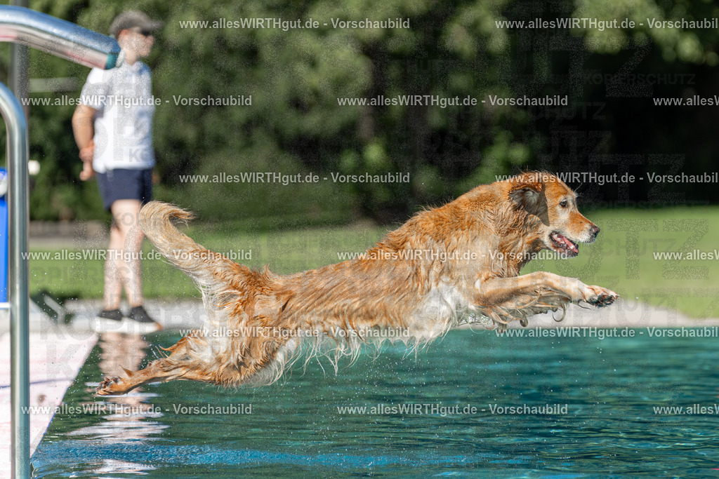 Hundeschwimmen_Volksbad_2026-allesWIRTHgut_Tierfotografie-2609061101-101131-7R509334 | Professionelle Tierfotografie in Mönchengladbach von Daniel Wirth (allesWIRTHgut). Liebevolle & natürliche Bilder von Hunden & Katzen für unvergessliche Erinnerungen.