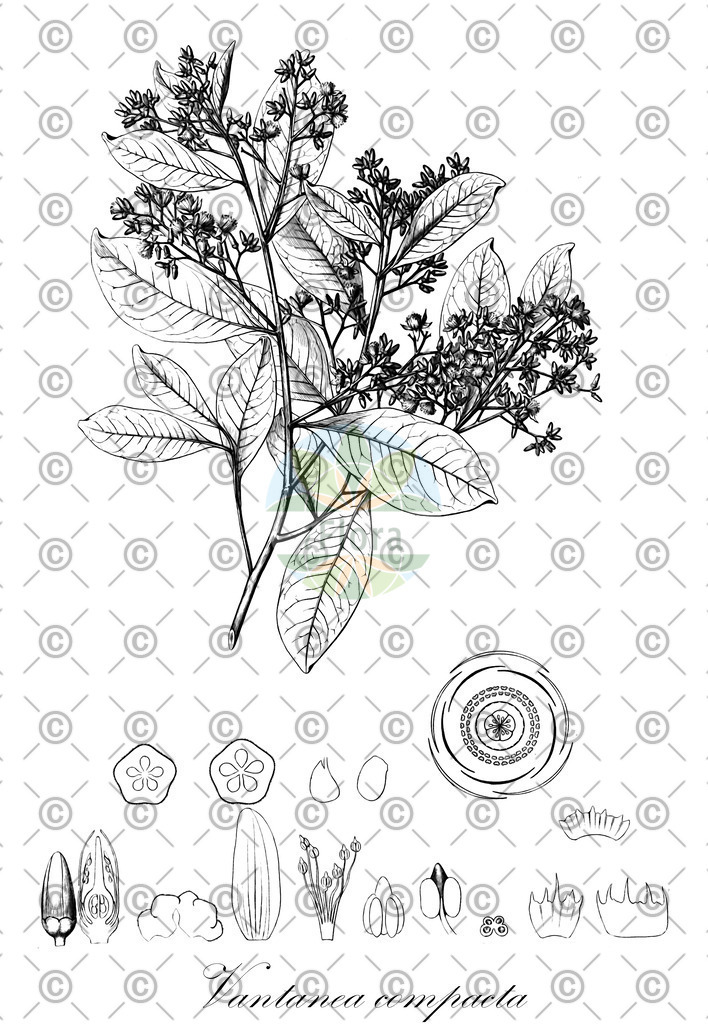 HistAbb_wfo-0001142608_1_ENZY_Simple | Historische Abbildung von Vantanea compacta - Humiriaceae | Historical Illustration of Vantanea compacta - Humiriaceae