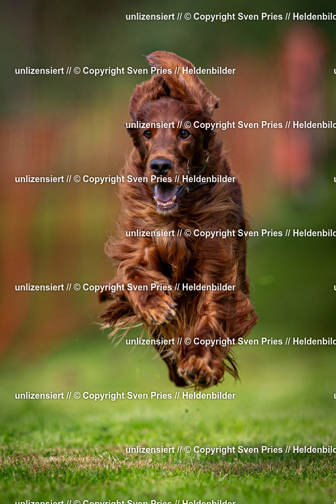 Sven Pries | 2024-09-22 - Hunderennen Baden-BadenPudelverein - Realisiert mit Pictrs.com