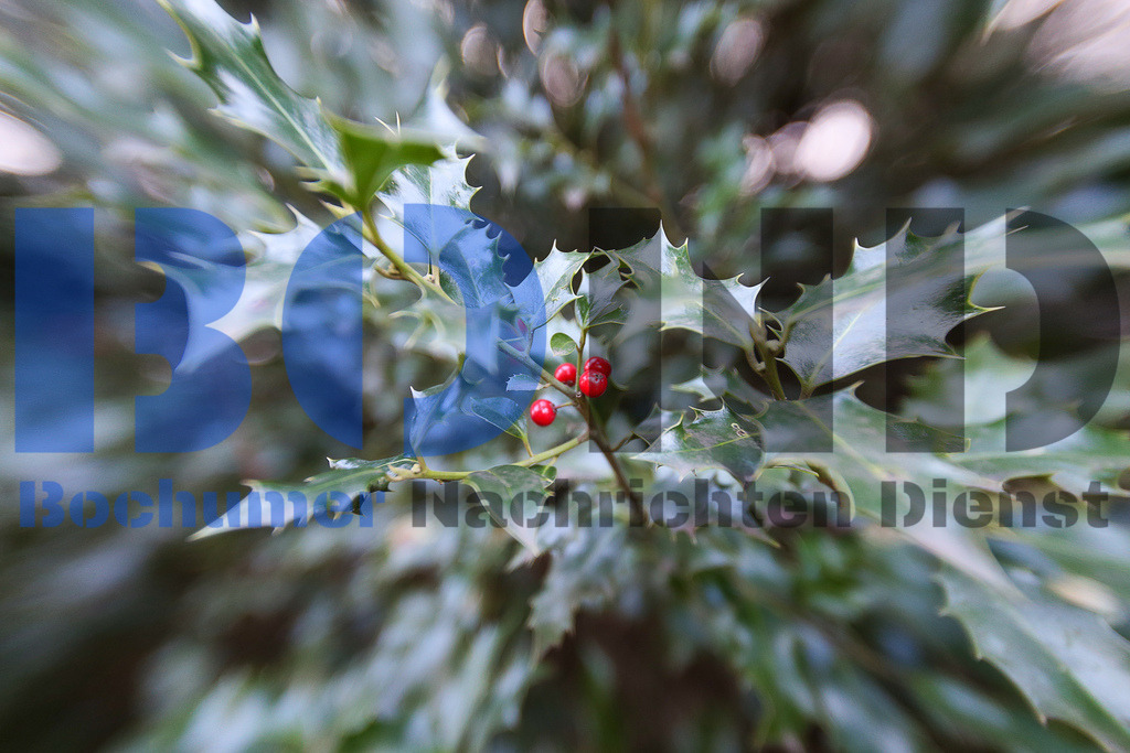  10.12.2020 - 
 | Sebastian Sendlak / Bochumer Nachrichtendienst (BOND) - Bochum Allgemein - Stadtpark - Realisiert mit Pictrs.com