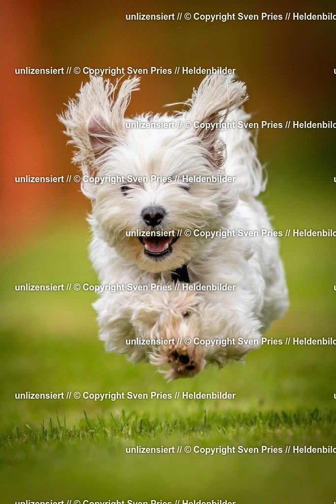 Sven Pries | 2024-09-22 - Hunderennen Baden-BadenPudelverein - Realisiert mit Pictrs.com