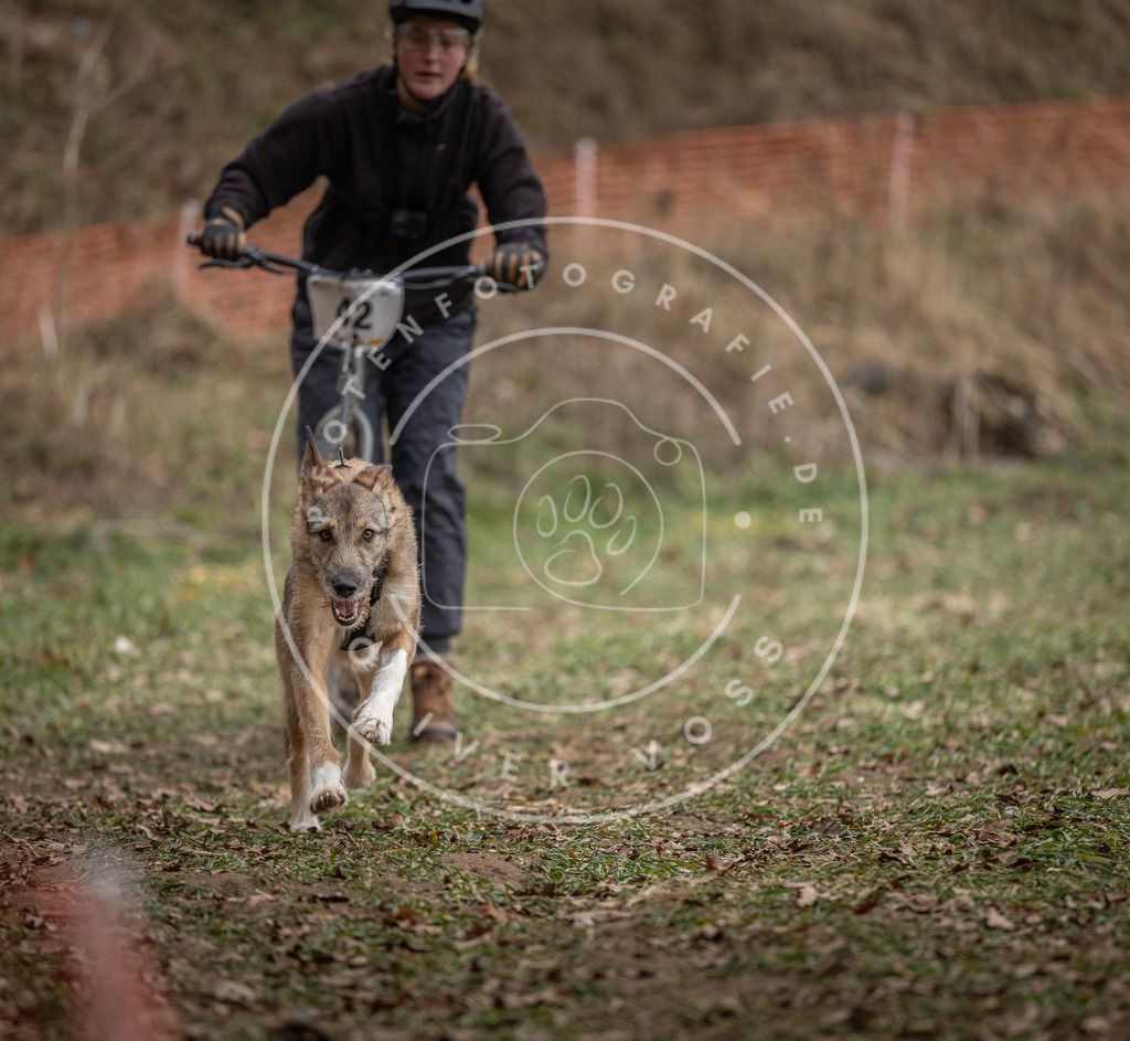 Pfotenfotografie_DV3A0537 | Hundefotografie, Tierfotograf, Pfotenfotografie, Fotoshooting Hund, Hunde Portrait, Hundesport, Hundeportraits, Heideshooting, Hunde, Sportfotograf, Hundefotograf, Turnierhundsport, THS,  - Realisiert mit Pictrs.com