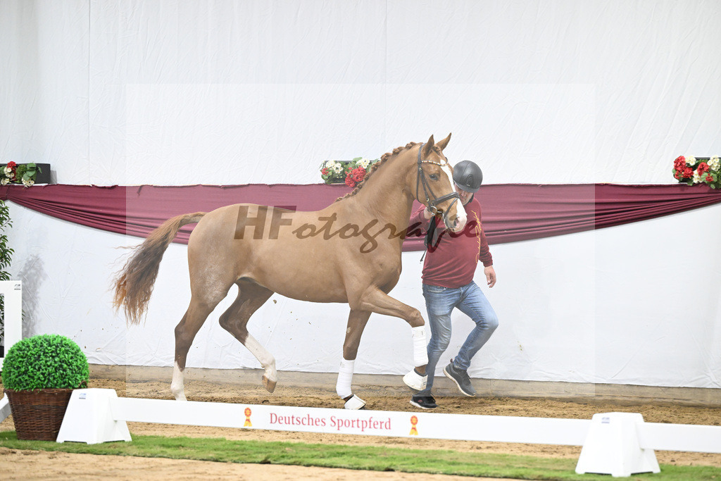 Kat-Nr. 36 San to Alati x Estobar NRW_Stefan Holtwiesche_47251254 | hf-fotografie - Realisiert mit Pictrs.com