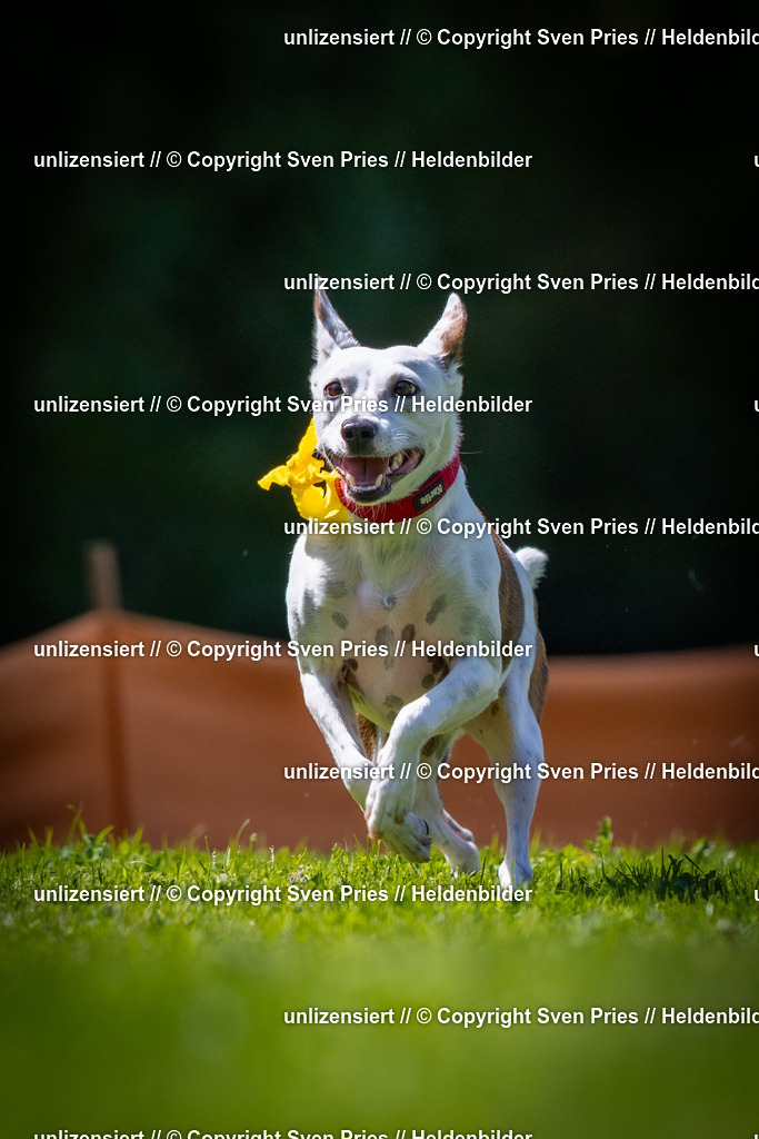 Sven Pries | 2025-08-10 - Hunderennen Durlach - Realisiert mit Pictrs.com