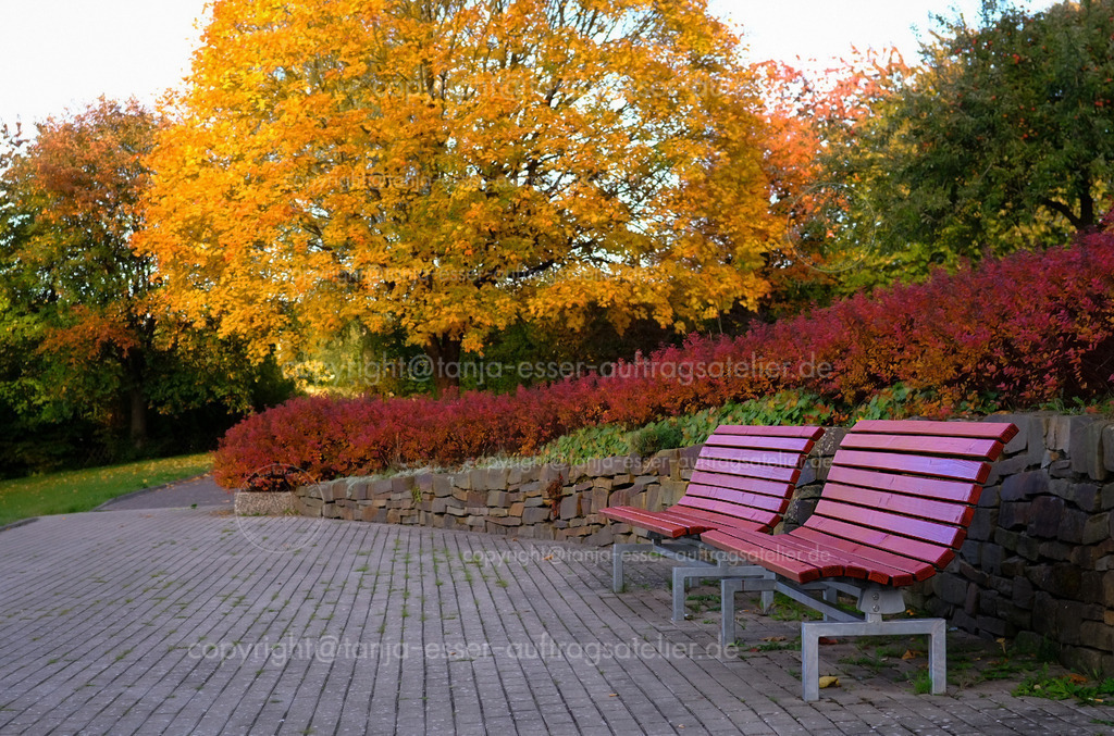 Rote Bänke im herbstlichen Kurpark Brilon, Sauerland | Rote Bänke im Park. Herbstliches Laub an den Bäumen, Aufgenommen in Brilon, Deutschland.