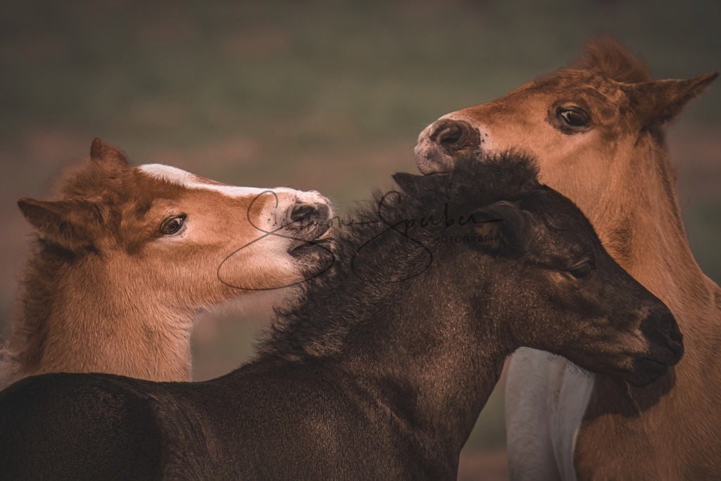 Islandpferde Fohlen  | Simone Sperber, svb-photography,Fotografin,Bilddesignerin,Naturfotografie,Macrofotografie,Tierfotografie,Wildtierfotografie,Ausstellungen,Auftragsfotografie,Kunst,Art,Photographer,Shootings,Bildberatbeitung,Galerie,Shop