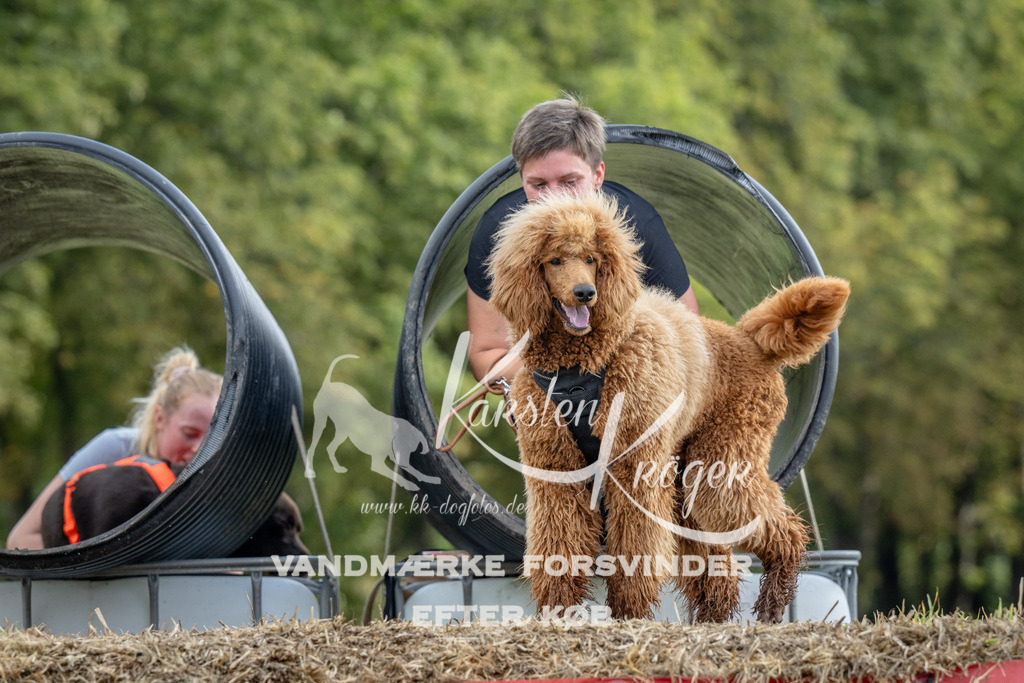 1020_ZZ91832 | kk-dogfotos
