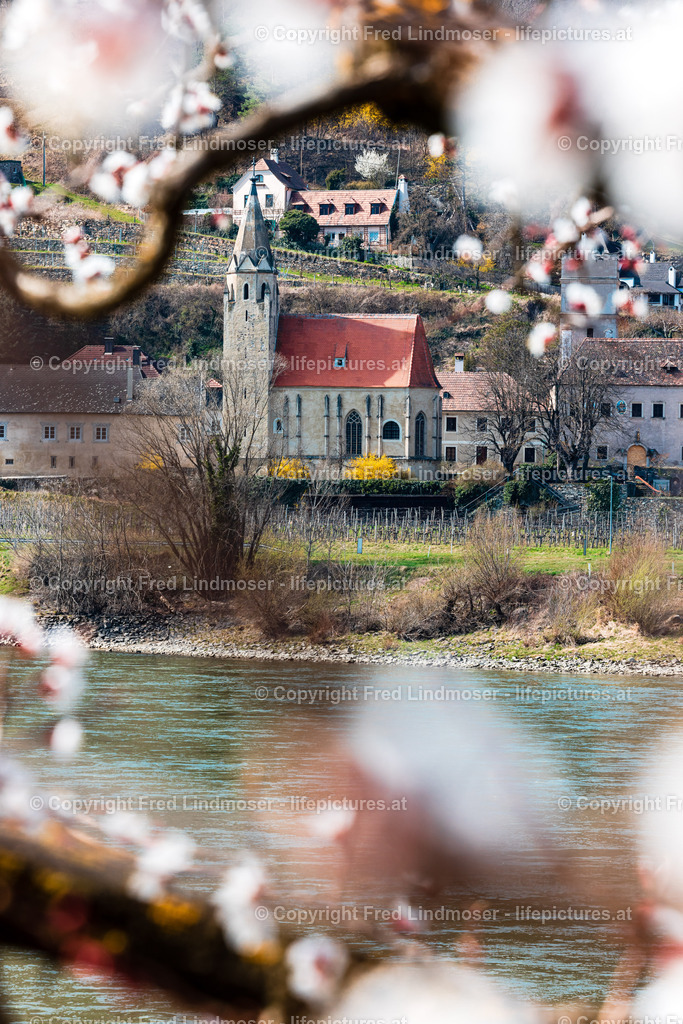 Wachau Marillenbluete 22032023-7525 | Fotos und Fotoprodukte - Realisiert mit Pictrs.com