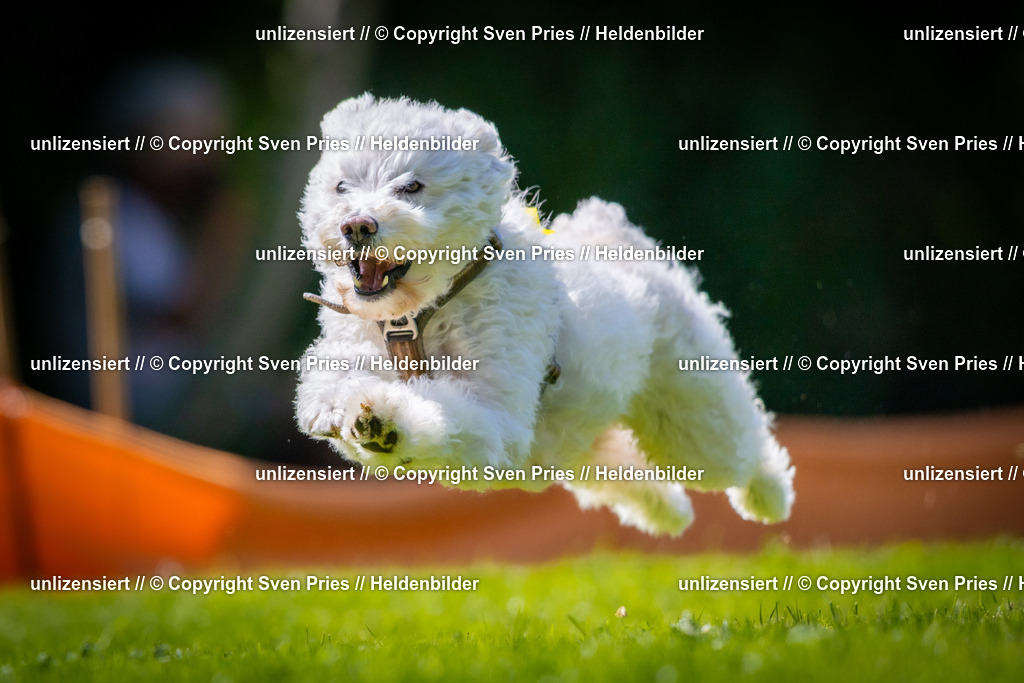 Sven Pries | 2025-08-10 - Hunderennen Durlach - Realisiert mit Pictrs.com