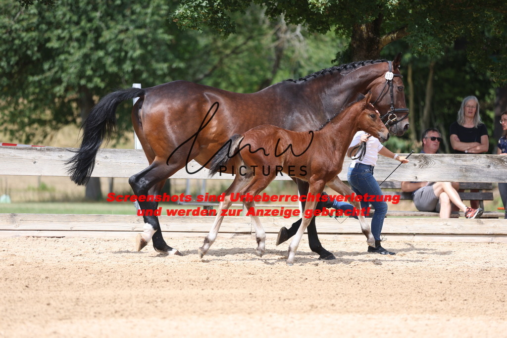 Fohlenschau_Schwäbisch_Hall_dressurbetonte_Fohlen_KN 13_13 | lmwpictures - Realisiert mit Pictrs.com