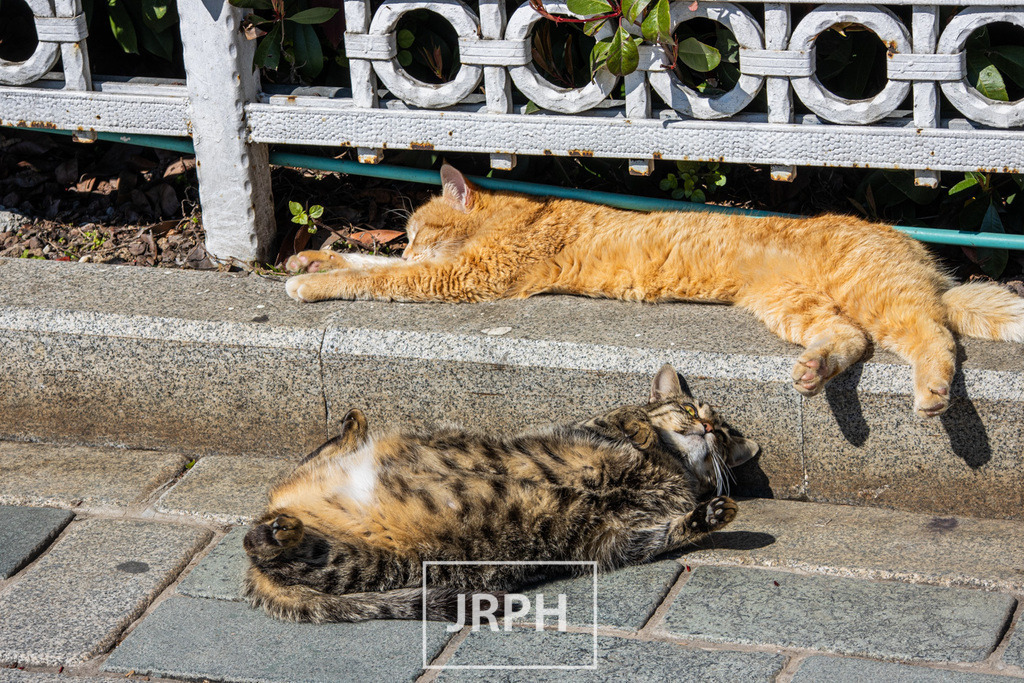 IMG_5422 | jrph - Realisiert mit Pictrs.com