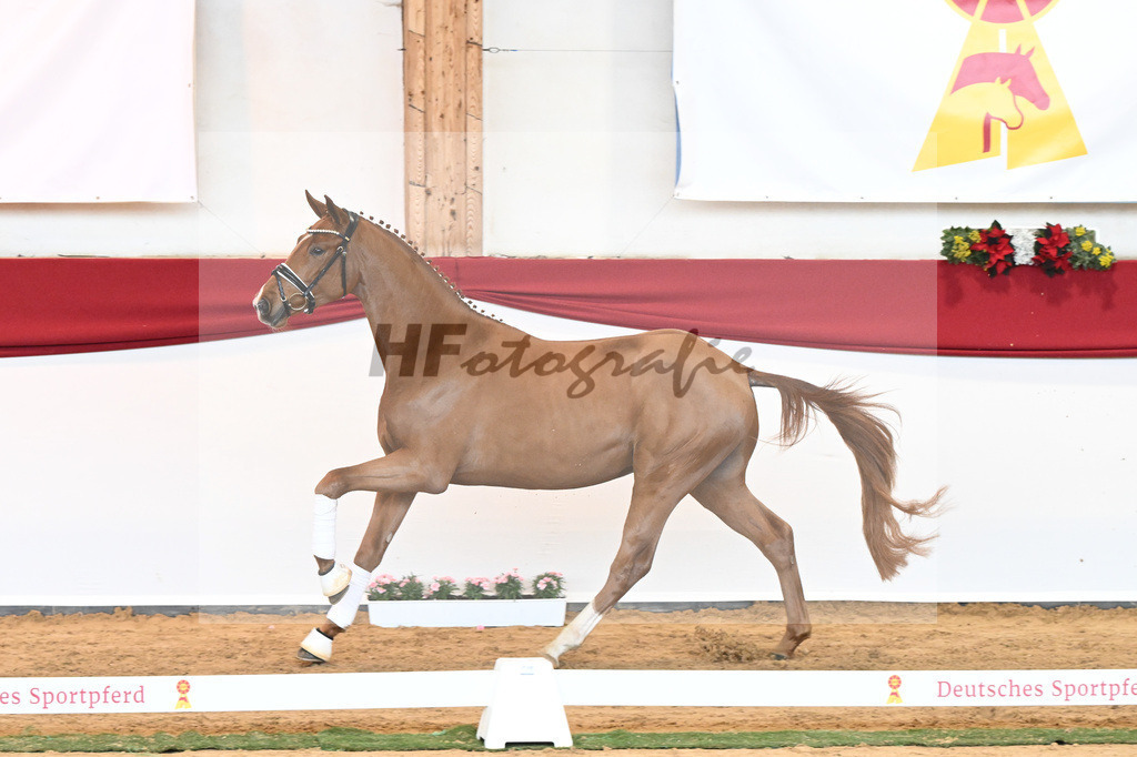 Kat-Nr. 53 Va Bene x Locksley III_Albert_43230950 | hf-fotografie - Realisiert mit Pictrs.com
