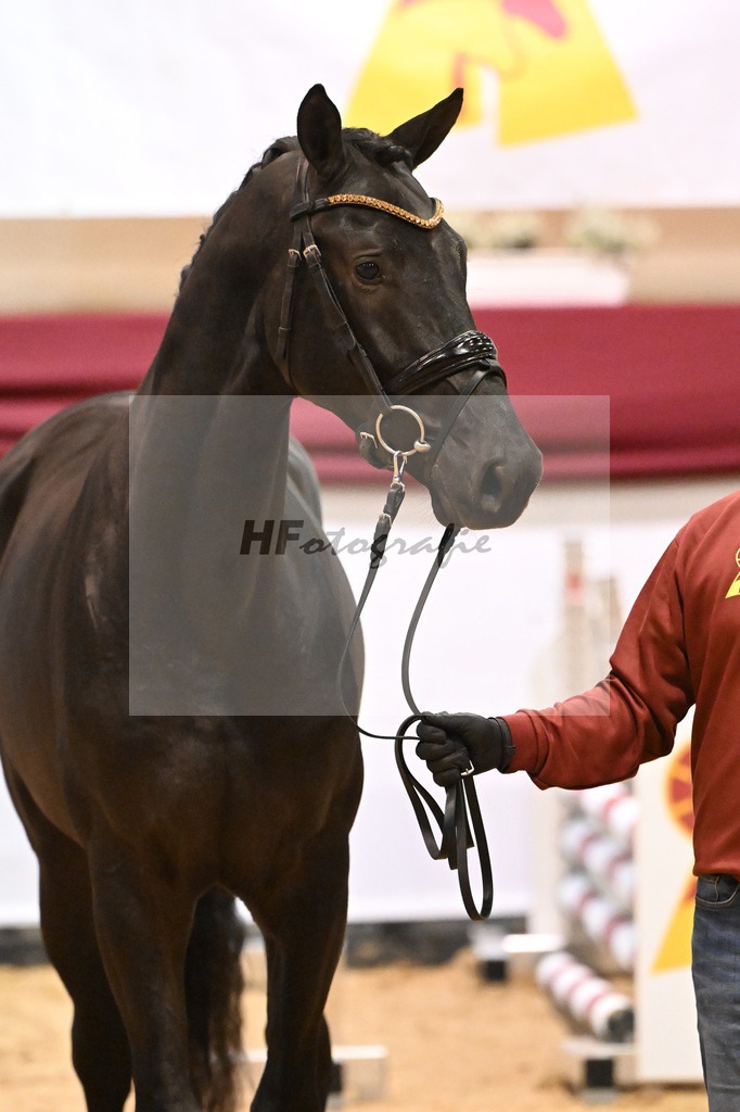 Kat-Nr. 43 Monator vd Radstake x Aganix Du Seigneur_Schep_47241227 | hf-fotografie - Realizzato con Pictrs.com