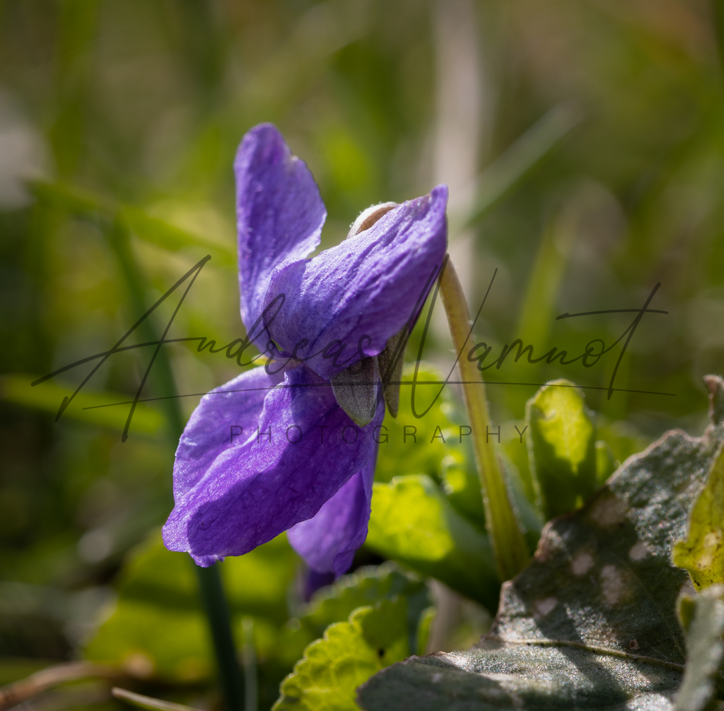 IMG_7382-3 | Andreas Namnot Fotografie, ein Leben in Bildern - Realisiert mit Pictrs.com