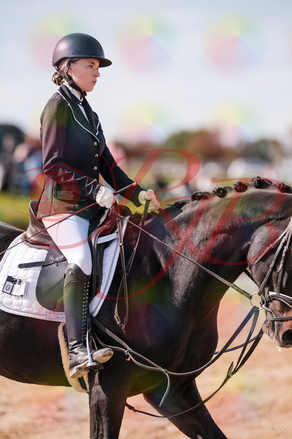 2026_10_03_Siefer-Hof_121343_Z81_14633604 | Professionelle Reitsport-, Turnier- und Eventfotografie von Robert Broda. Galerien mit ausgewählten und bearbeiteten Bildern direkt online ansehen und bestellen.