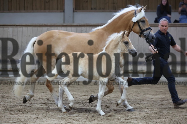 Weilheim_2024_Fohlenprämierung_Kleinpferde_KN_49 (11) | Alle Fotos der Reiterjournal Fotografin Doris Matthaes im Reiterjournal Online-Fotoshop. - Realisiert mit Pictrs.com