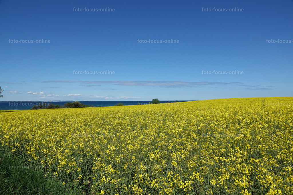 Rhapsody in yellow | rape fields