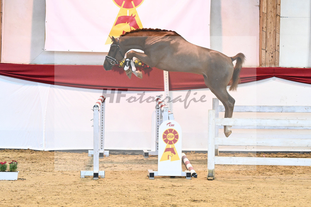 Kat-Nr. 12 Cellestial x Levisto Z_Franke_43231300 | hf-fotografie - Realisiert mit Pictrs.com