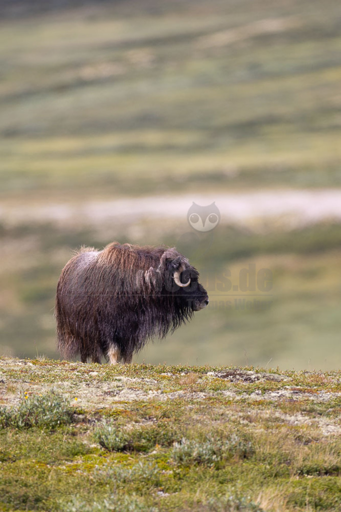 R5NF1531-20230727 | Der Moschusochse (Ovibos moschatus), auch als Bisamochse oder Schafsochse bezeichnet, ist ein Paarhufer aus der Unterfamilie der Antilopinae; innerhalb derer gehört er in die Verwandtschaftsgruppe der Ziegenartigen. - Realisiert mit Pictrs.com