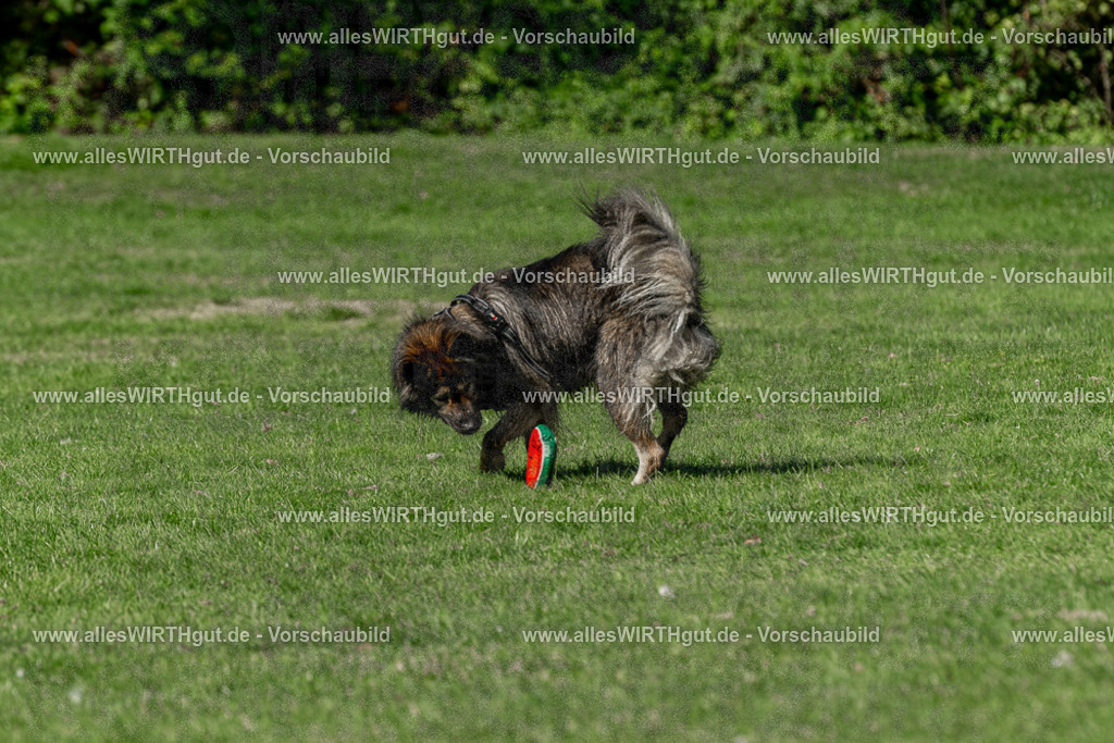 Hundeschwimmen_Volksbad_2026-allesWIRTHgut_Tierfotografie-2609061551-FAY07311 | Professionelle Tierfotografie in Mönchengladbach von Daniel Wirth (allesWIRTHgut). Liebevolle & natürliche Bilder von Hunden & Katzen für unvergessliche Erinnerungen.