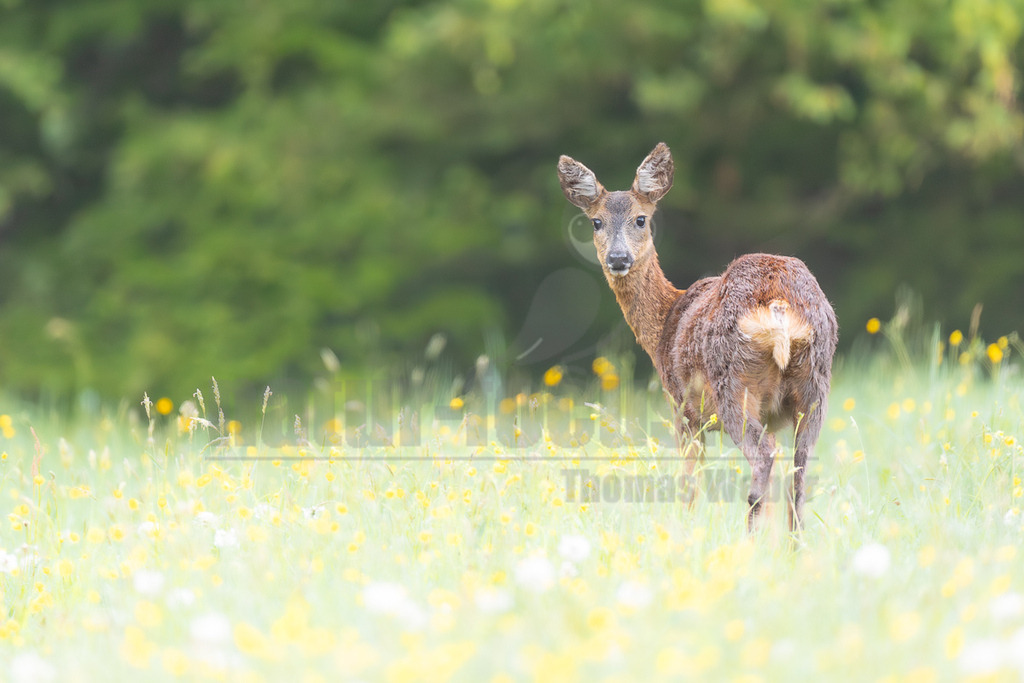 R6M39164_20260509 | Ein Reh (Capreolus capreolus) steht auf einer sonnigen, blühenden Wiese mit gelben und weißen Blumen und blickt über seine Schulter zurück in die Kamera. Im Hintergrund ist ein unscharfer grüner Waldrand zu sehen. - Realisiert mit Pictrs.com