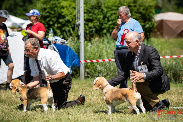 Dogshow CACIB Sonntag in Aarau | Dogshow CACIB Sonntag in Aarau. 25.06.2023 Foto: LeoWyden
