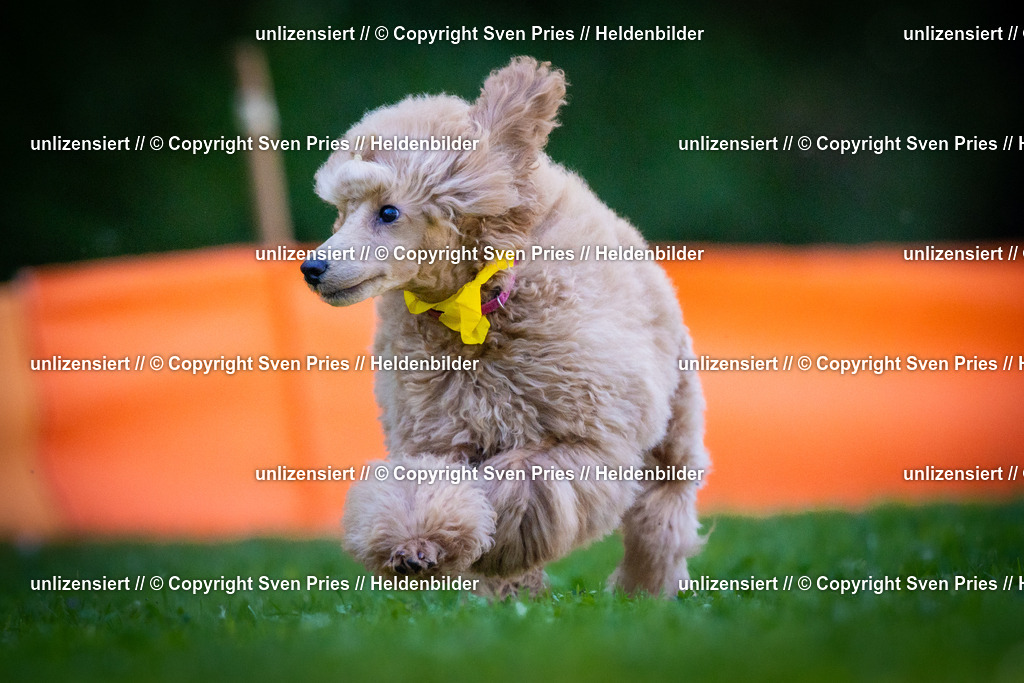 Sven Pries | 2025-08-10 - Hunderennen Durlach - Realisiert mit Pictrs.com