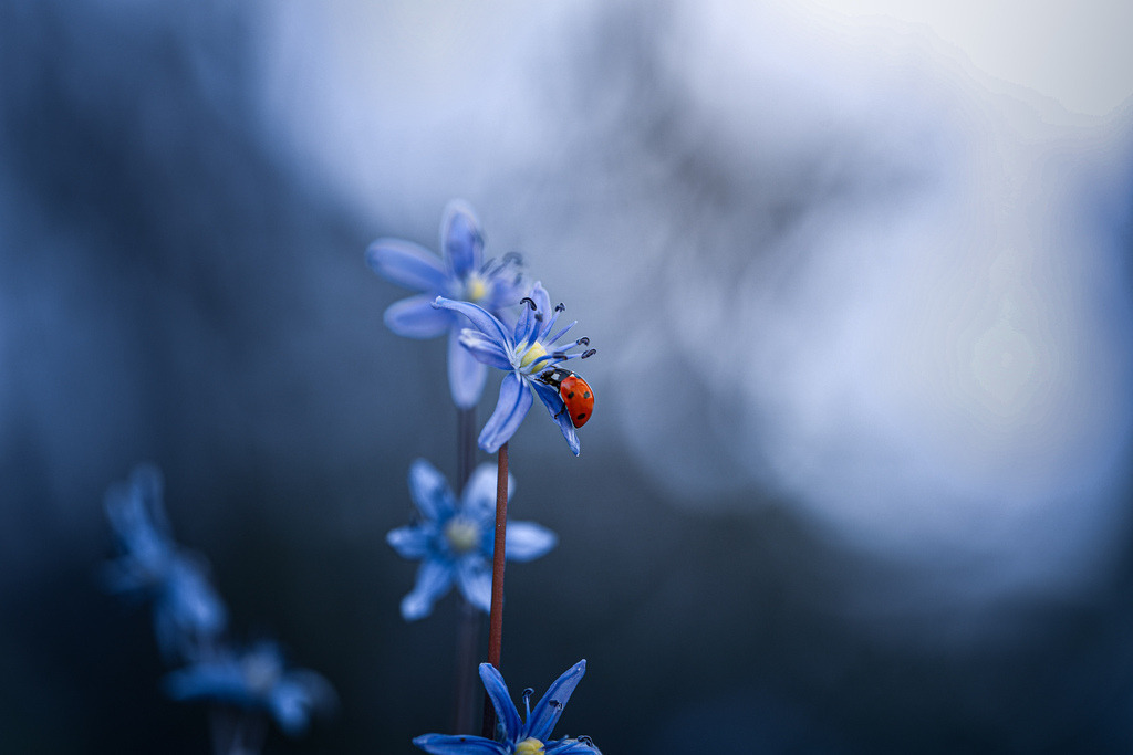 OQ0A3971 | Glückskäfer - Fotografie - Realisiert mit Pictrs.com