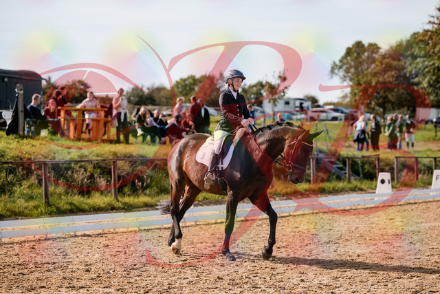 2026_10_03_Siefer-Hof_133646_Z63_98123996 | Professionelle Reitsport-, Turnier- und Eventfotografie von Robert Broda. Galerien mit ausgewählten und bearbeiteten Bildern direkt online ansehen und bestellen.