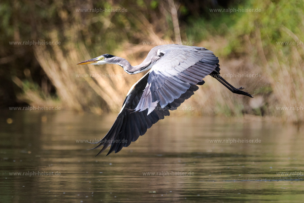 _56A0068_01 | Wandbilder, Bilder, Fotograf in Marburg, Tierbilder, Wandfotos, Bilder Shop, Günstige Bilder, Schwarz-Weiß Bilder, Ralph Heiser