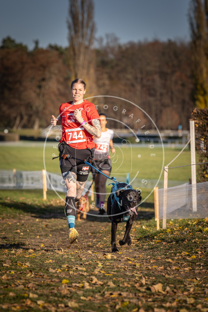 CaniXpix_DV3A2277 | Hundefotografie, Tierfotograf, Pfotenfotografie, Fotoshooting Hund, Hunde Portrait, Hundesport, Hundeportraits, Heideshooting, Hunde, Sportfotograf, Hundefotograf, Turnierhundsport, THS,  - Realisiert mit Pictrs.com