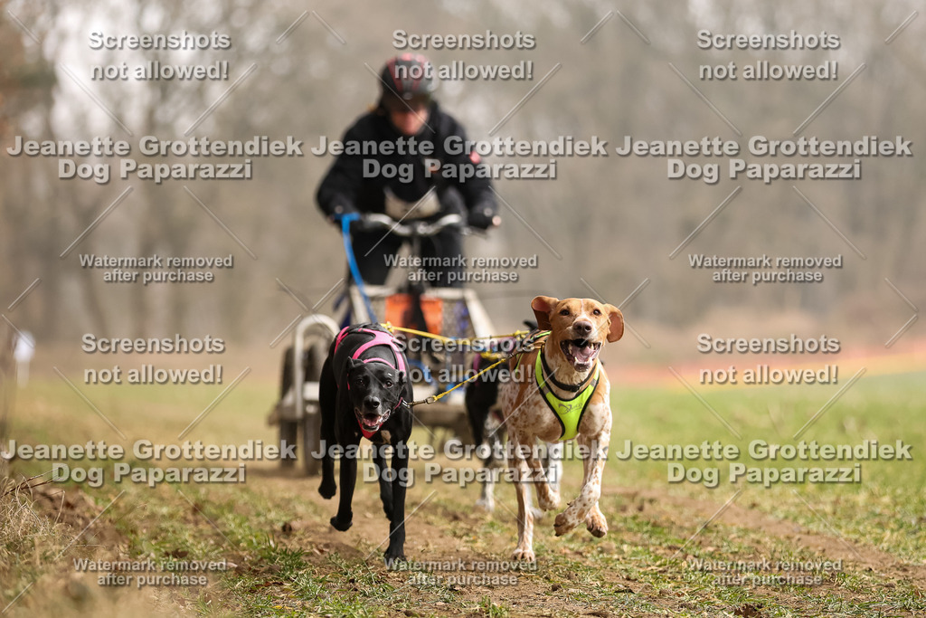 Dog Paparazzi - Plate 2026-98 | Dog Paparazzi Jeanette Grottendiek Fotografie & Videografie - Realisiert mit Pictrs.com