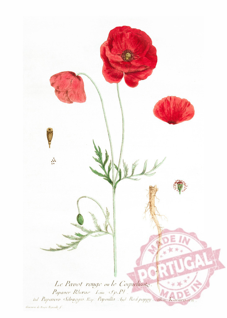 Botanical illustration of red poppy, papaver rhoeas, showing flowers, bud, seeds and root | Detailed botanical illustration of a red poppy or papaver rhoeas, showing flowers, leaves, bud, seeds and root, isolated on white background - Realized with Pictrs.com