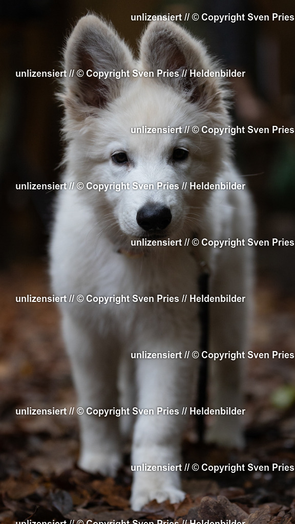 Sven Pries | 2024-10-19 - Hunderennen Ober-Grombach Schutzhunde - Realisiert mit Pictrs.com