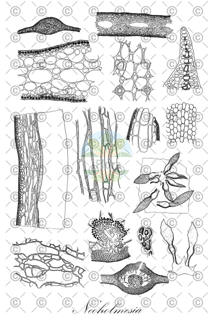 HistAbb_5ZPG_1_ENZY_Simple | Historische Abbildung von Neoholmesia - Delesseriaceae (0) | Historical Illustration of Neoholmesia - Delesseriaceae (0)