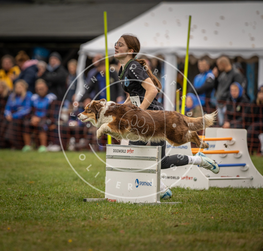 Pfotenfotografie_DV3A6525 | Hundefotografie, Tierfotograf, Pfotenfotografie, Fotoshooting Hund, Hunde Portrait, Hundesport, Hundeportraits, Heideshooting, Hunde, Sportfotograf, Hundefotograf, Turnierhundsport, THS,  - Realisiert mit Pictrs.com