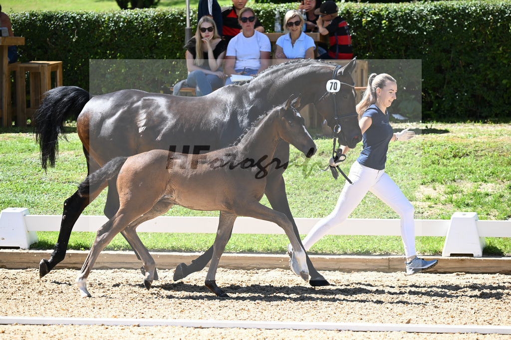 Kat-Nr. 70 HF Van Dijk x Royaldik_Hoffmann_27230751 | hf-fotografie - Realisiert mit Pictrs.com