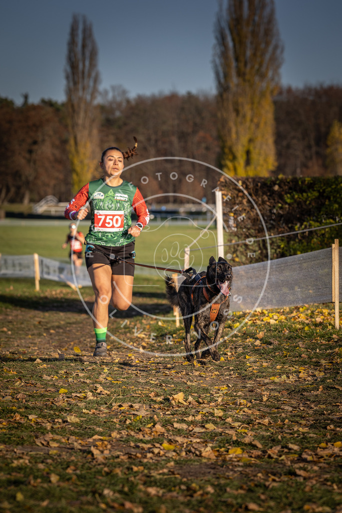 CaniXpix_DV3A2409 | Hundefotografie, Tierfotograf, Pfotenfotografie, Fotoshooting Hund, Hunde Portrait, Hundesport, Hundeportraits, Heideshooting, Hunde, Sportfotograf, Hundefotograf, Turnierhundsport, THS,  - Realisiert mit Pictrs.com