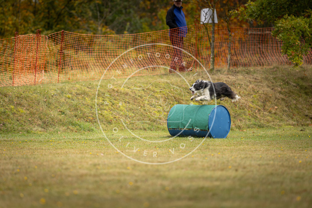 Pfotenfotografie_DV3A2617 | Hundefotografie, Tierfotograf, Pfotenfotografie, Fotoshooting Hund, Hunde Portrait, Hundesport, Hundeportraits, Heideshooting, Hunde, Sportfotograf, Hundefotograf, Turnierhundsport, THS,  - Realisiert mit Pictrs.com