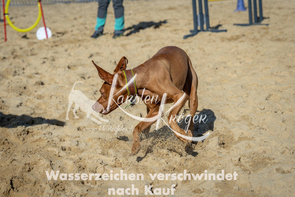 1153_ZZ92334-2 | kk-dogfotos