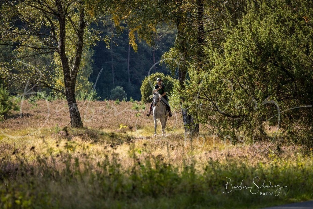 DdLH-WehlenerHeide_2025-09-20_145 | Fotografie, Veranstaltungs-Fotografie, Pferde-Fotografie, Landschafts-Fotografie, Reise-Fotografie - Realisiert mit Pictrs.com
