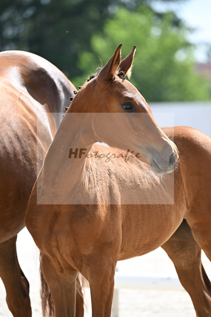 Kat-Nr. 306 Chatendro x Kannan_SF_Leuteritz_21250129 | hf-fotografie - Realizzato con Pictrs.com