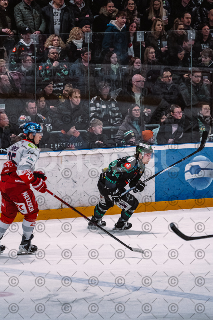 Alligators_vs_Selb_27_02_2026-14 | Höchstadt Alligators Fotogalerie: Eishockey-Action aus Franken. Professionelle Spielfotos, Portraits & Stadionbilder zum Download. Jetzt entdecken! - Realisiert mit Pictrs.com