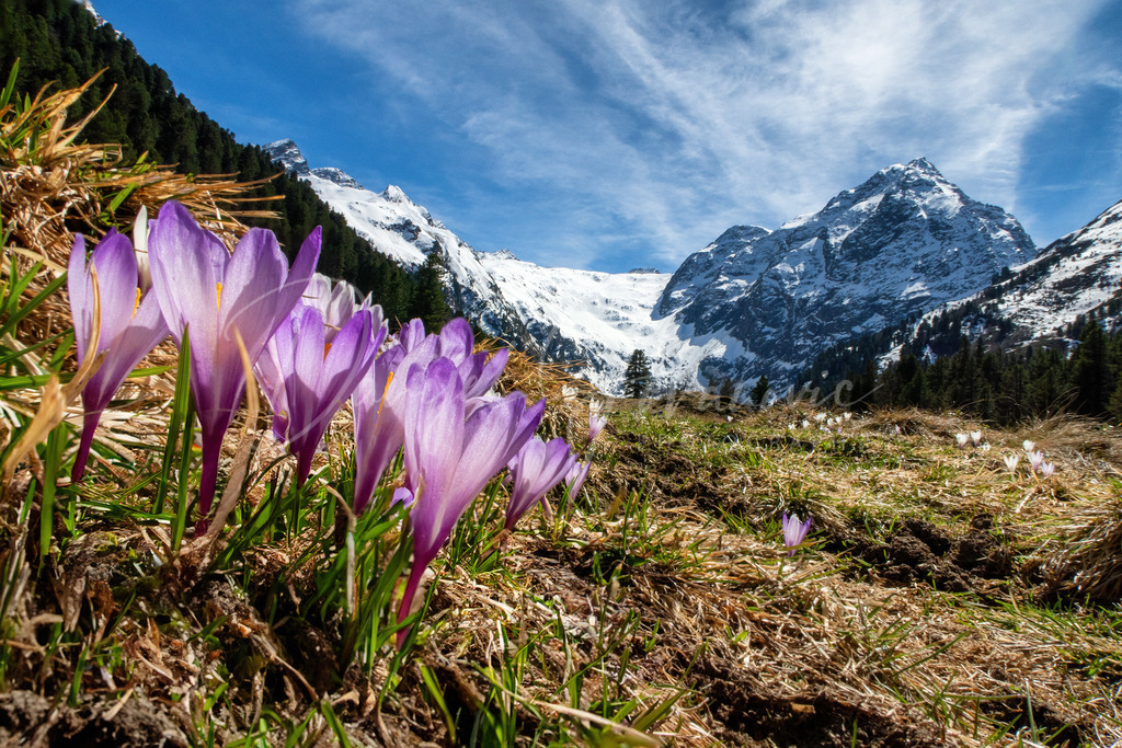 Krokusblüte | Krokusblüte und der Lüsener Fernerkogel