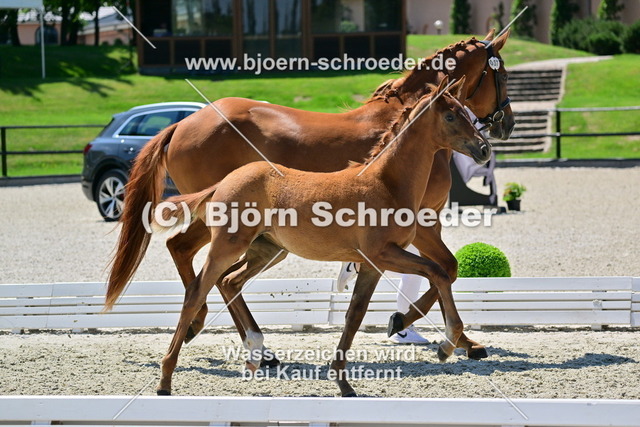 037_Bonds - Morricone I_819_1368 | Björn Schroeder Pferdefotografie