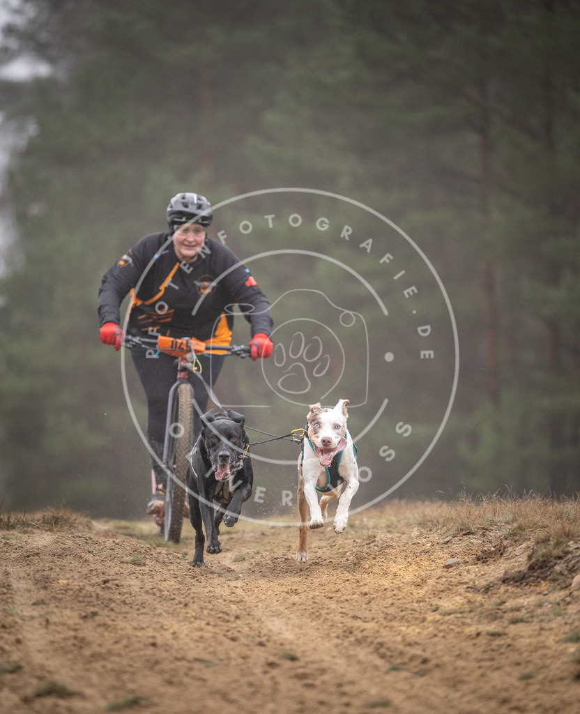 Pfotenfotografie_DV3A1056 | Hundefotografie, Tierfotograf, Pfotenfotografie, Fotoshooting Hund, Hunde Portrait, Hundesport, Hundeportraits, Heideshooting, Hunde, Sportfotograf, Hundefotograf, Turnierhundsport, THS,  - Realisiert mit Pictrs.com