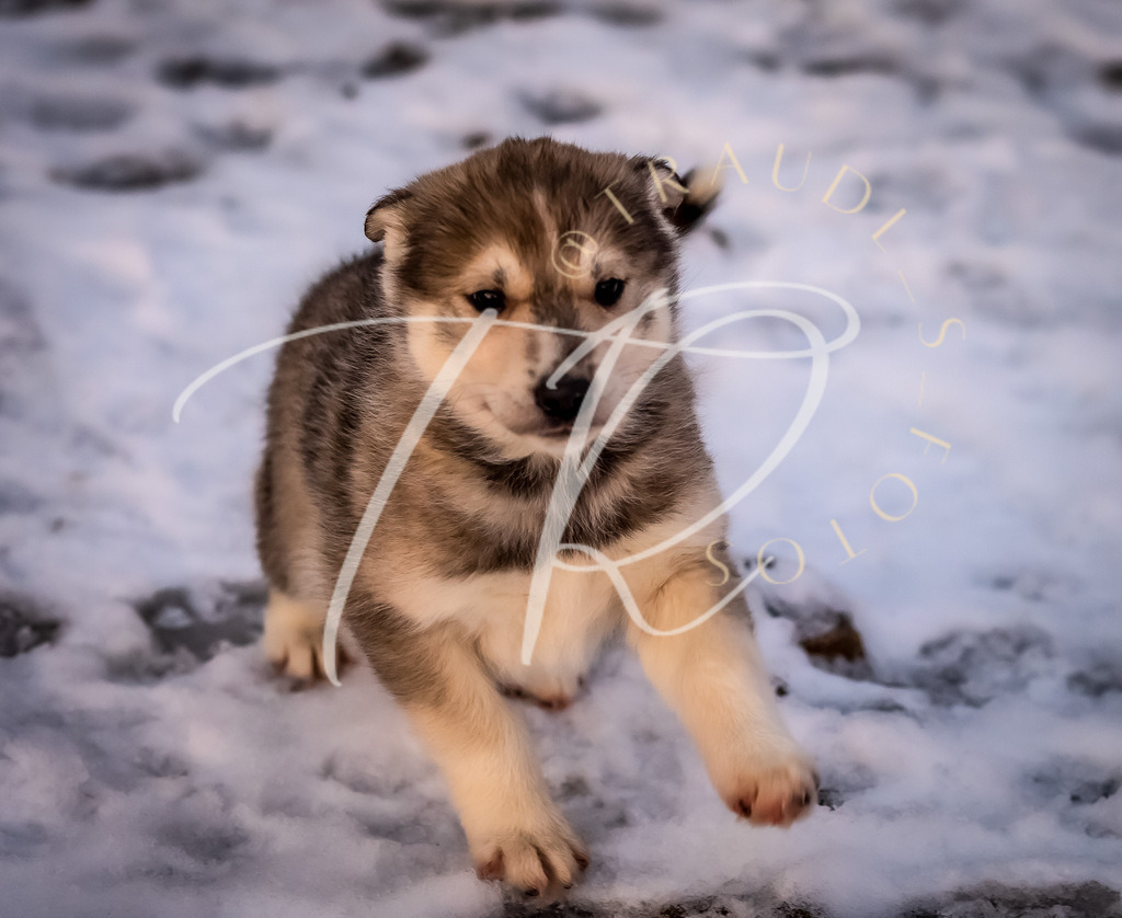 CAFFA446-FC7B-4643-9F42-3EE086627D31 | traudl_s_fotos