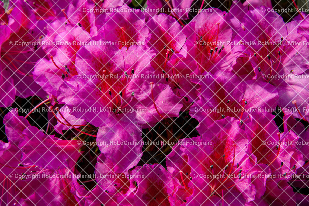 Echte Alpenrose_Rhododendron ferrugineum L._Familie-Ericaceae | Echte Alpenrose_Rhododendron ferrugineum L._Familie-Ericaceae - Realisiert mit Pictrs.com