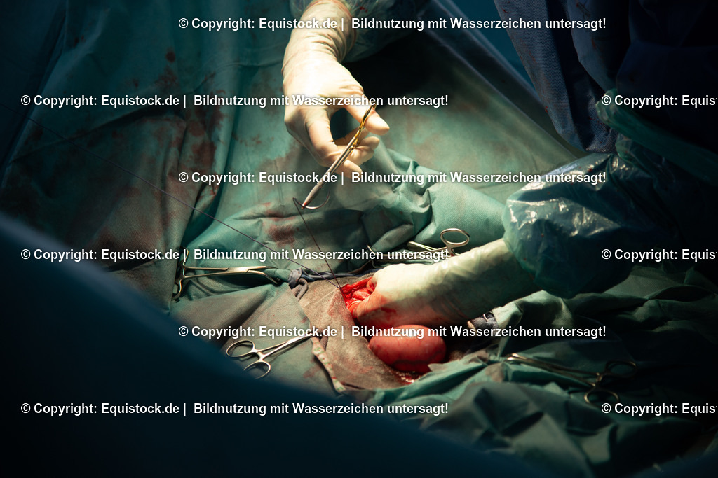 20191022_Kolik_OP_0102 | equistock